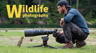 WILDLIFE PHOTOGRAPHY of SMALL ANIMALS - SHARP PRO IMAGES using the Nikon Z9