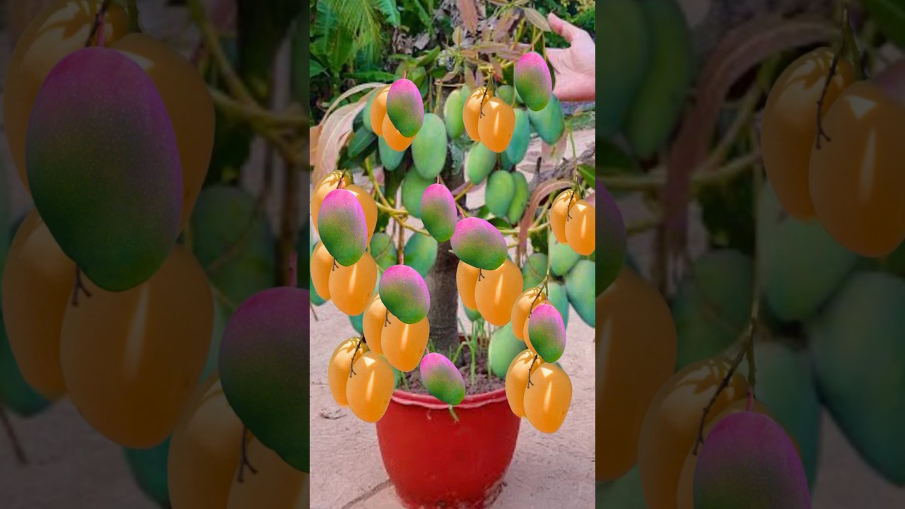 Best hybrid once plant two trees grow Mango and Aloe Vera trees propagation technique #gardening